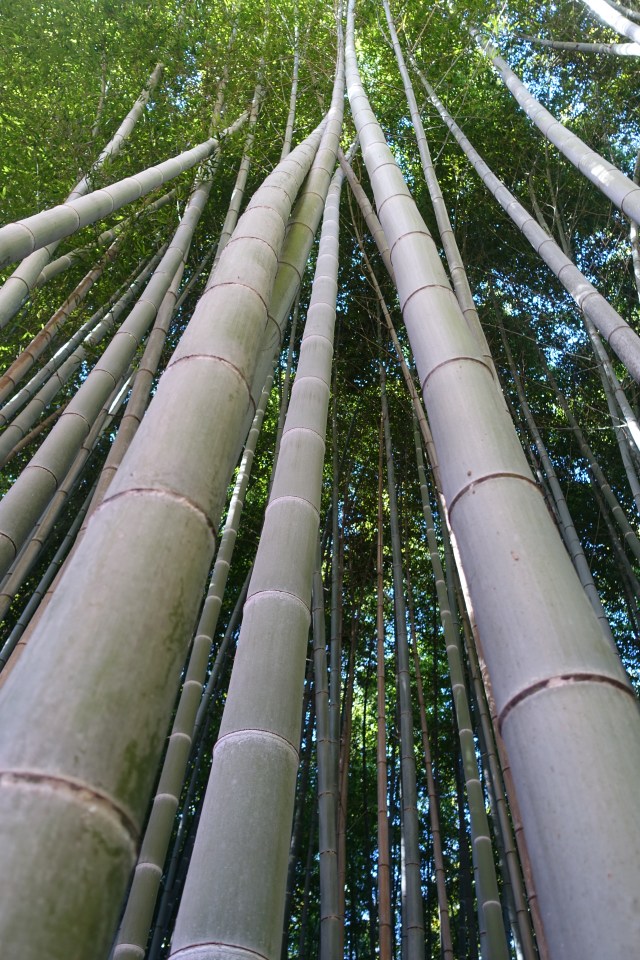 bamboo