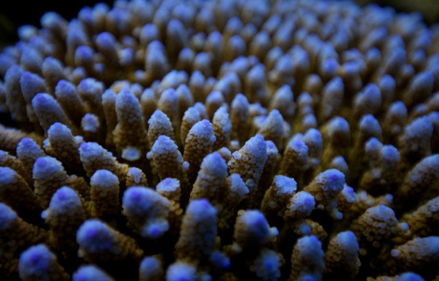 blue-tipped coral like this