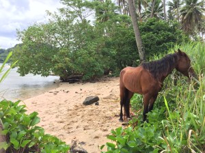 Beach Horse