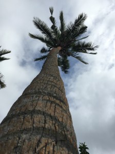 this is how far they drop, before they land on your head