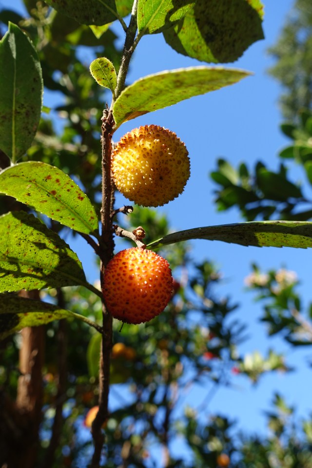 they told me they were strawberries...