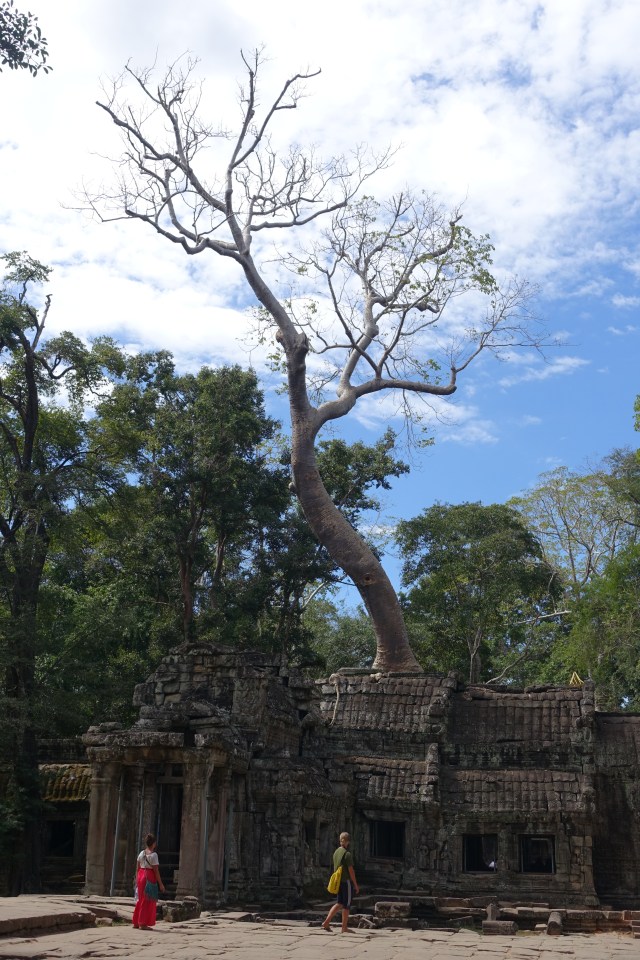 growing through the middle