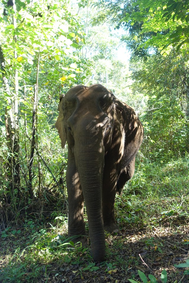 walking right towards me