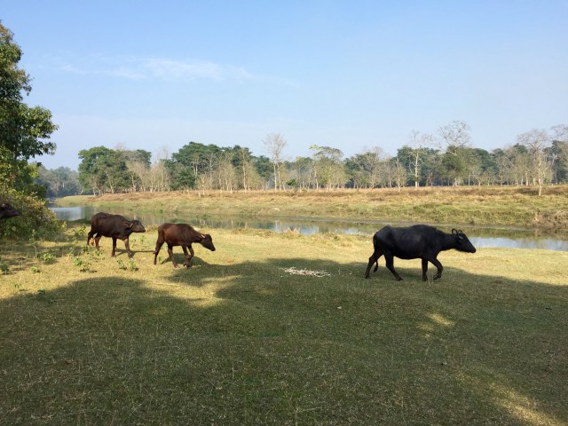 water buffalo