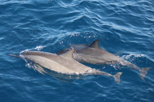 taken by someone on the boat with a good camera:)