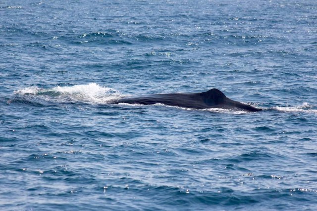 sperm whale!