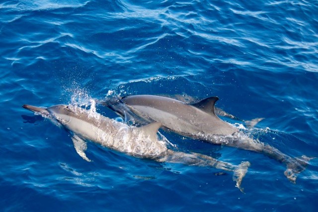 dolphins