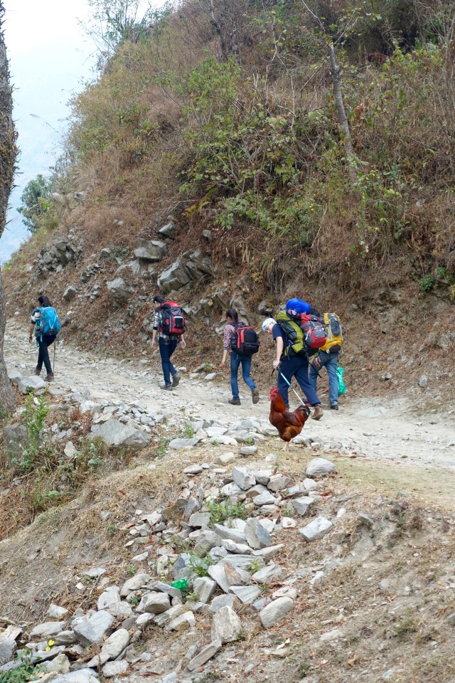 fellow trekkers - and a rooster