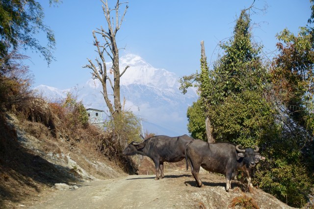 “Let the land produce living creatures according to their kinds: the livestock, the creatures that move along the ground, and the wild animals, each according to its kind.”