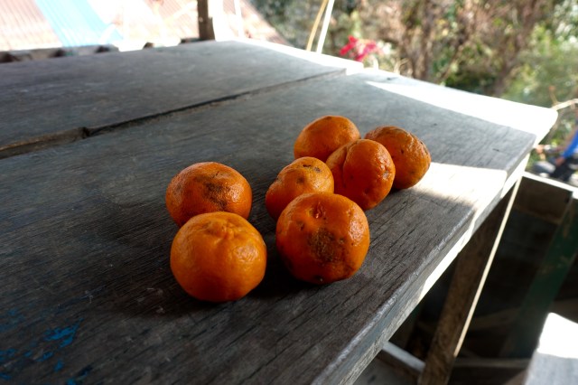 sweetest oranges ever