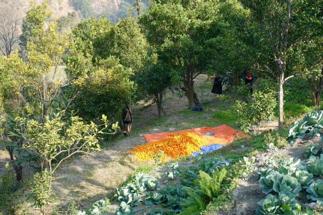 "Let the land produce vegetation: seed-bearing plants and trees on the land that bear fruit with seed in it, according to their various kinds."