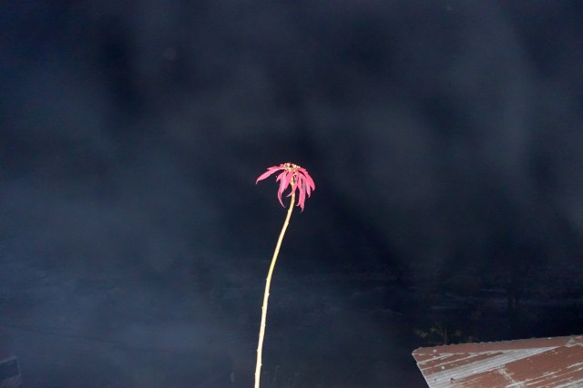 smoke in air, river in background, flower thrives