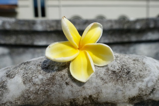 yellow plumeria