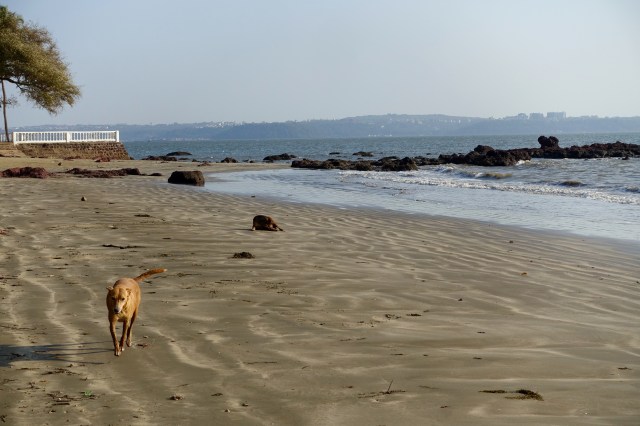 beach dogs!