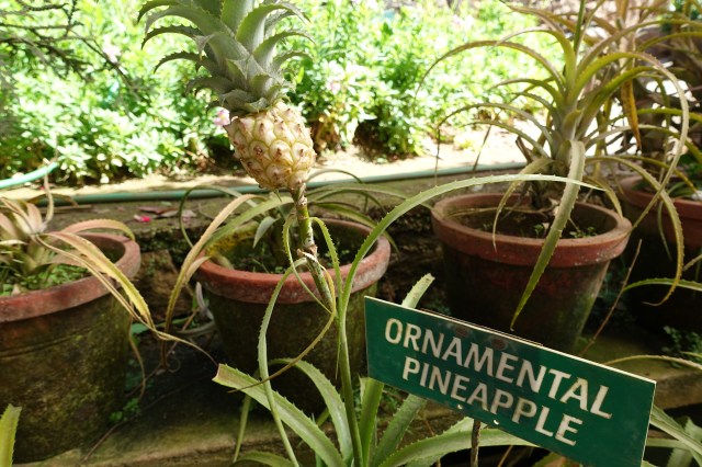 ornamental pineapple😆 I still wanna eat it