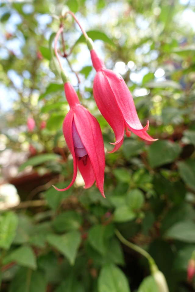 fuchsia