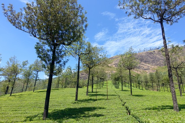 tea and eucalyptus trees