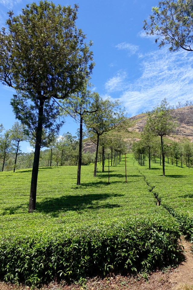 tea plantation