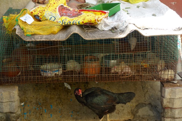 what are they keeping these rats for…?