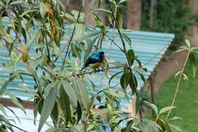 sunbird