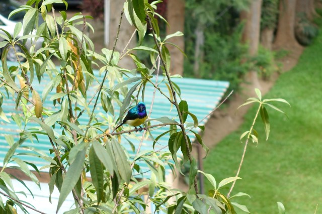 sunbird