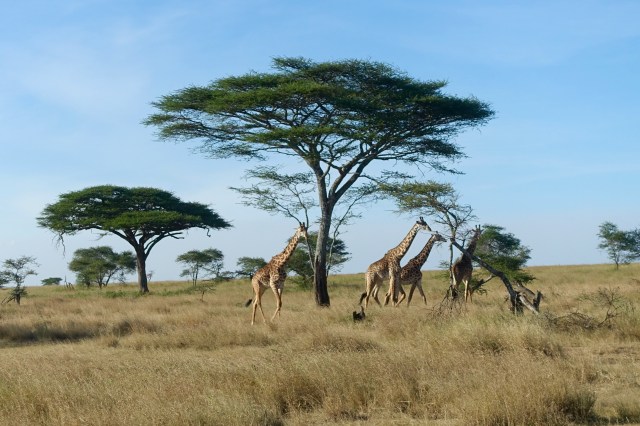 acacia and giraffes