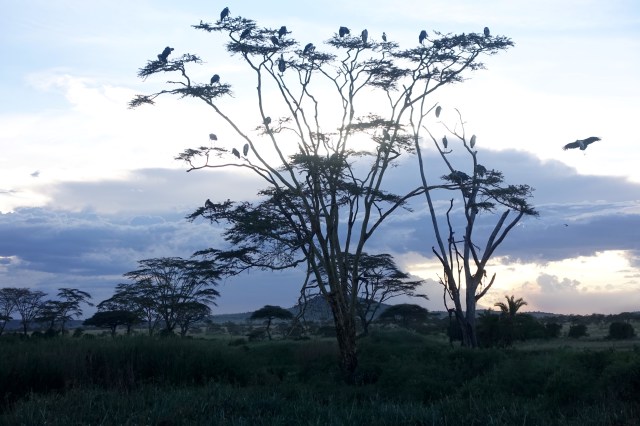 secretary birds.. i think