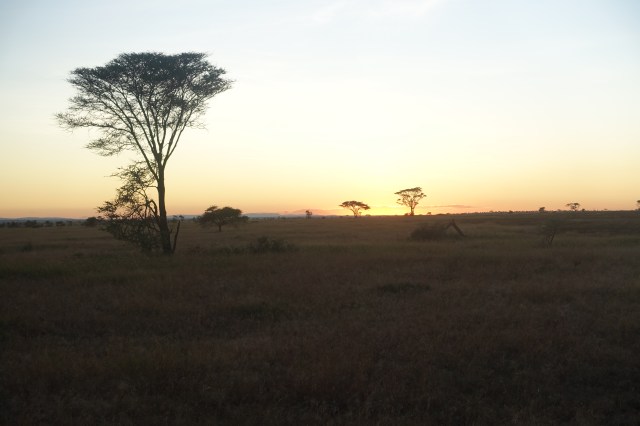 sunrise over serengeti