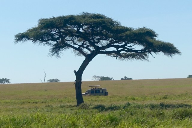 can you spot the leopard