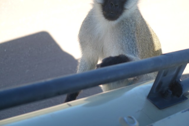 here the mf comes...