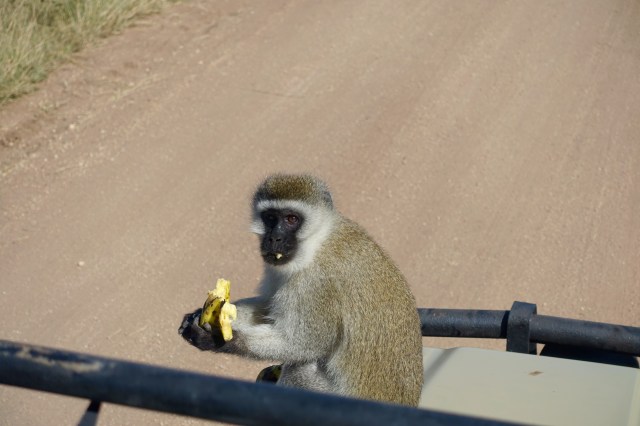 away with his prize, on top of car