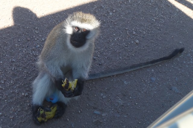 revelling in the loot