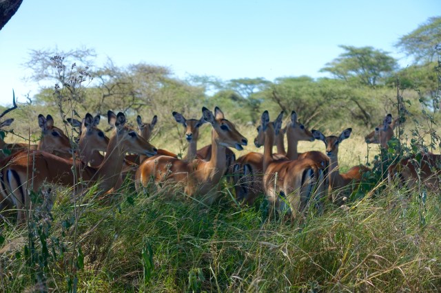 impalas….? or thomson gazelles? shit, i still don't know