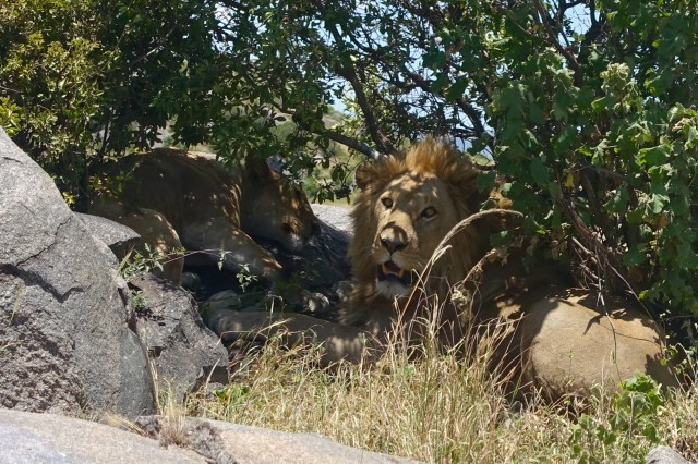 lion rock - he looks so friendly