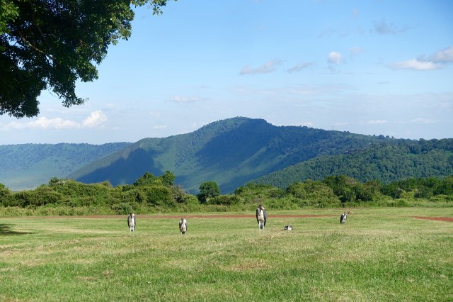 marabou storks guarding campsite
