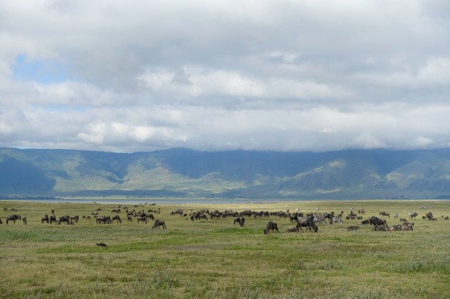 wildebeests
