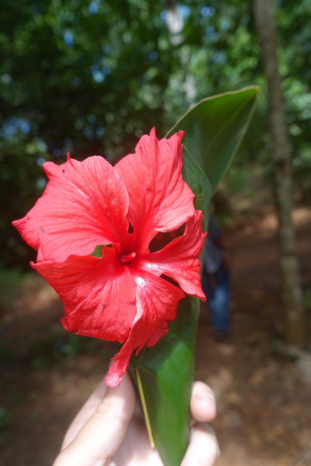 pretty hibiscus:)