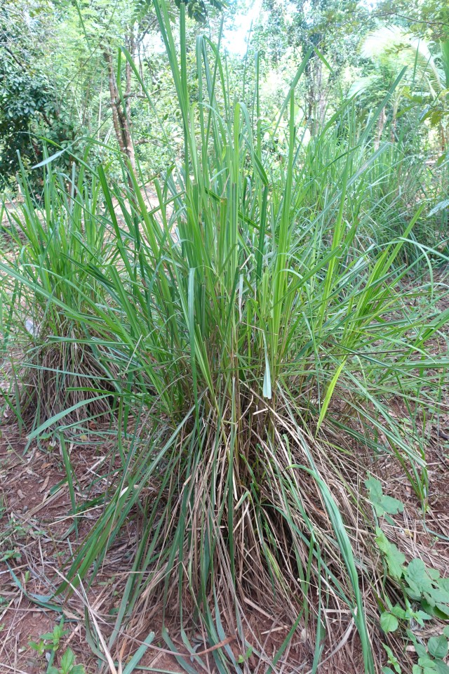 lemongrass