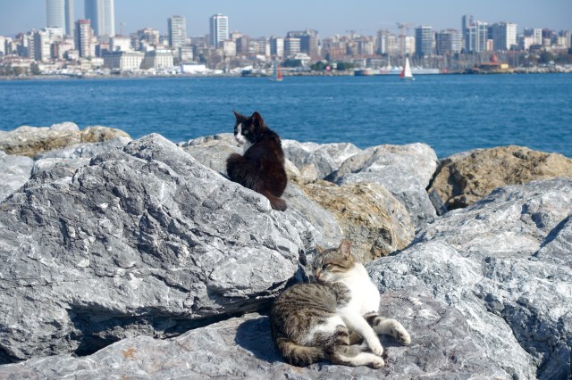 friends sunbathing on the rocks