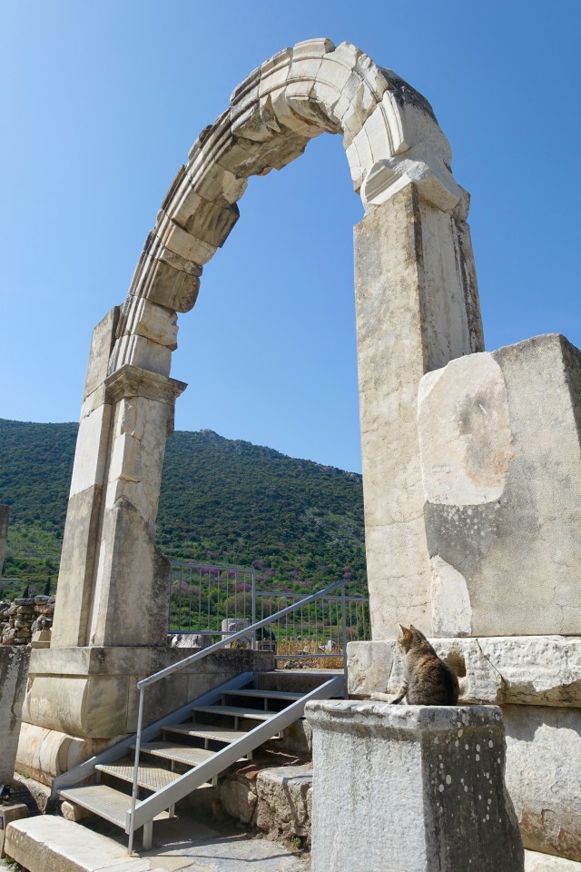 kitty standing watch