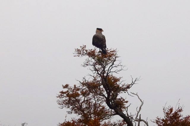 crested caracara