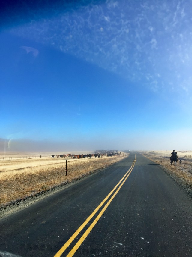 moving hundreds of cows to..? awesome:)