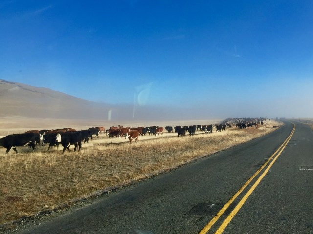 patagonia cows - the same as other cows, only colder